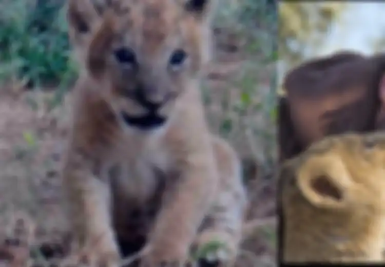 Singa Kecil Ini Diselamatkan Pria, 4 Tahun Kemudian Lihatlah Bagiamana Ia Membalas Kebaikannya