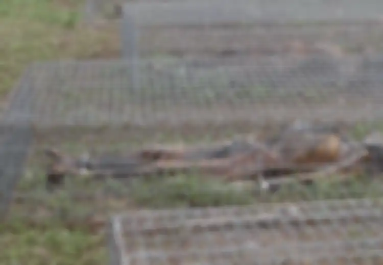 Inilah Perkebunan Mayat, Saat Ribuan Mayat Dibiarkan Membusuk, Diikat di Pohon, Hingga Direndam