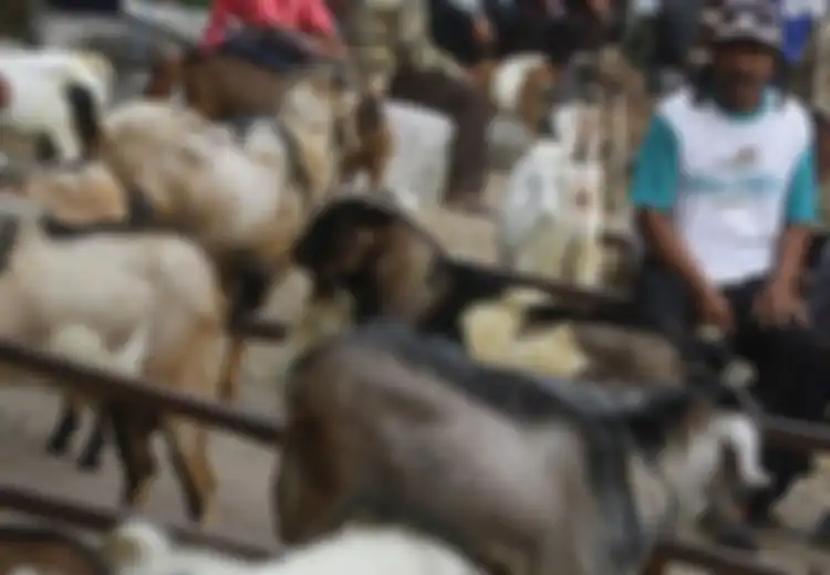 Masih Berkonflik, Warga di Gaza Tak Mampu Beli Hewan Kurban Untuk Idul Adha Tahun Ini