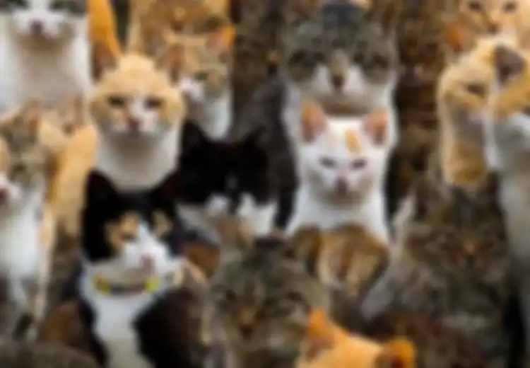 Wah, Tanpa Sadar 7 Hal Ini Membuat Kucing Diam-diam Membenci Anda, Lo!