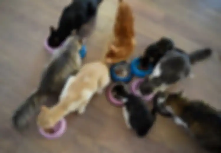 Setelah Disekap dalam Kandang Kecil, 375 Ekor Kucing Ini Berhasil Diselamatkan dari Rumah Jagal