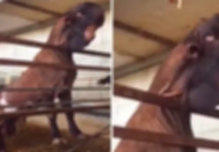 Dianggap Monster, Harga Kambing 'Terjelek di Dunia' Ini Mencapai Rp977 juta