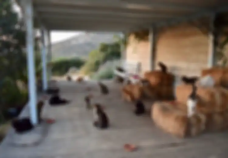 Digaji Lebih dari Rp6 Juta dengan Fasilitas Penuh Untuk Rawat 55 Ekor Kucing, Tertarik?