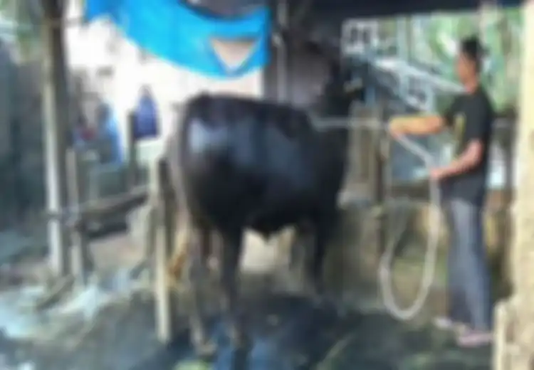 Dibeli Jokowi Seharga Rp67 Juta untuk Kurban, Sapi Ini Dirawat Bak Bayi