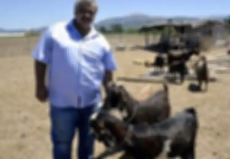 Klub Sepakbola di Turki Jual 18 Pemainnya untuk Beli 10 Ekor Kambing, Ini Alasannya