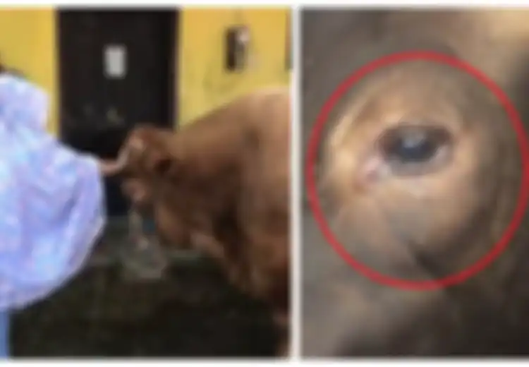 Sapi Kurban Via Vallen dan Inul 'Menangis', Benarkah Sapi Bisa Merasa Sedih?