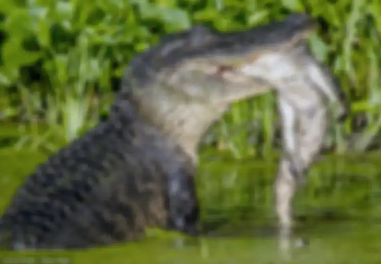 Lihat Buaya Makan Anaknya Sendiri, Para Peneliti Justru Mengaku Bahagia, Kenapa?