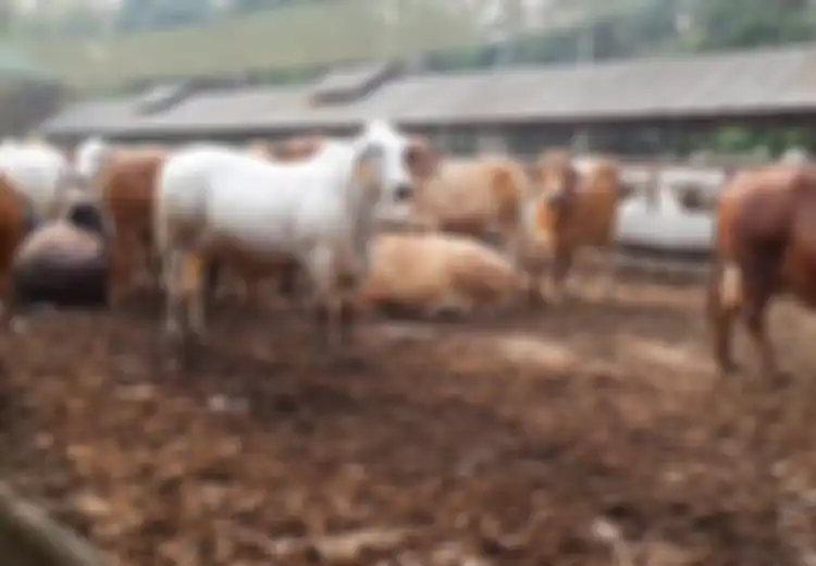 Gara-gara Sapi Diusir, Dua Kelompok Warga Bentrok, 1 Tewas dan 8 Luka-luka