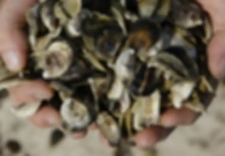 Dari Tangan yang Harus Diamputasi Hingga Kematian, Inilah Insiden-Insiden Tragis Akibat Makan Sea Food!