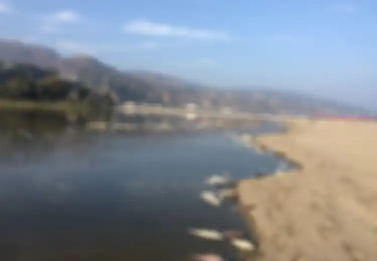 Dua Ribu Ikan di Laguna Malibu Tiba-tiba Mati, Apa yang Sebenarnya Terjadi?