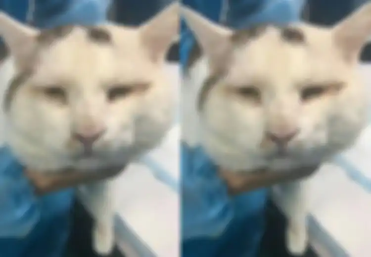 Bukan Cuma Manusia, Wajah Kucing Ini pun Menjadi Lebih Cantik Setelah 'Operasi Plastik'