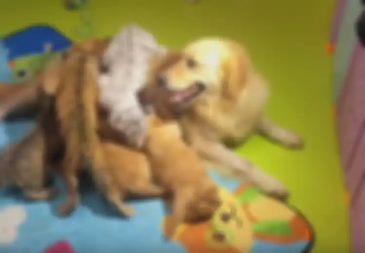 Meski Beda Spesies, Anjing Betina Ini Merawat dan Menyusui Anak Singa, Harimau dan Hyena