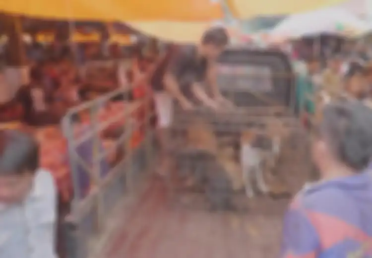 Foto-foto Memilukan Penjualan Daging Kucing dan Anjing di Indonesia, Kejam dan Ekstrem!