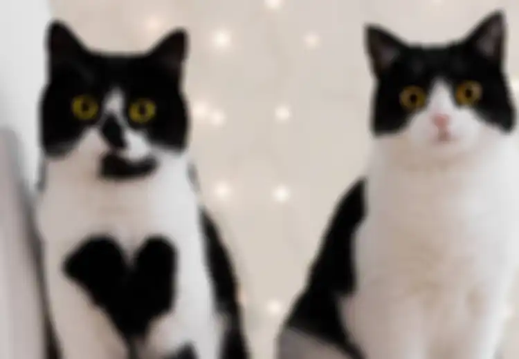 Tak Usah Takut Pelihara Kucing, Ini Tips Ampuh Jauhkan Toksoplasma dari Kucing