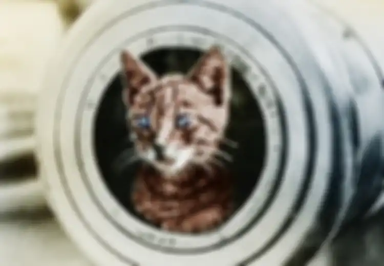 Sam Kucing yang 3 Kali Selamat dari Kapal Tenggelam, Termasuk Saat Digempur Kapal Inggris