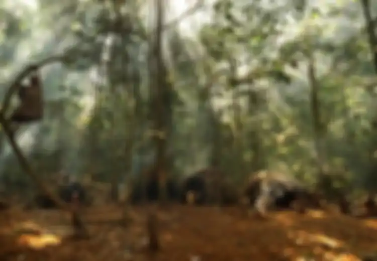 Potret Suku Baka Pygmies di Afrika Tengah, Jauh dari Modernisasi dan Minim Perawatan Medis