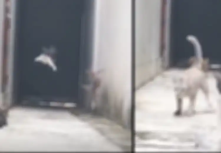 (Video) Kerennya Aksi Seekor Kucing Lewati 3 Kucing 'Preman' yang Menghadang Jalannya
