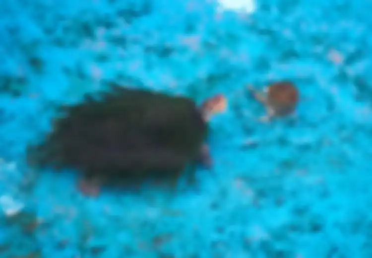 Mirisnya Kondisi Kebun Binatang di Korut, Bahkan Kura-kura Berenang di Kolam Berbau Busuk