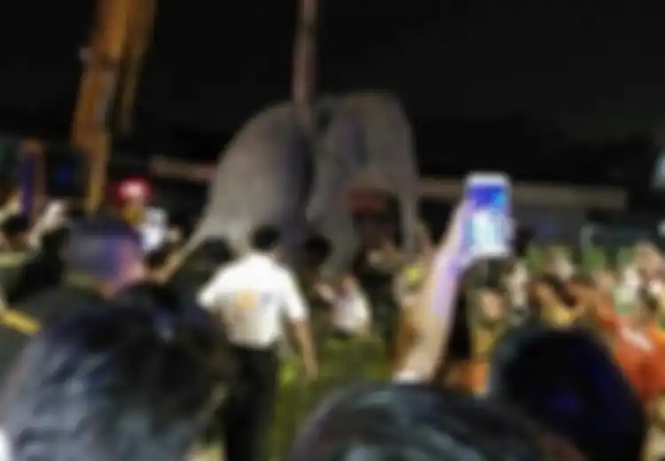Tragis, Seekor Gajah Tewas Tersetrum Saat Diajak Pemiliknya Mengemis Di Jalanan
