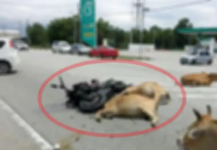 Tragis, Konvoi Motor Diserang 30 Sapi di Jalan Raya dan Satu Orang Koma