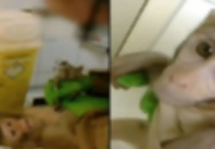 [VIDEO] Laiknya Film Horor, Monyet Ini Mengalami 'Penyiksaaan' Mengerikan di Pusat Penelitian