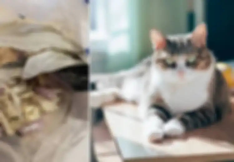 Kucing Ini Tiba-tiba Jadi Pahlawan Setelah Temukan Kantong Penuh Kokain dan Heroin