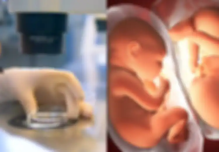 41 Tahun yang Lalu, Bayi Tabung Pertama di Dunia Lahir, Begini Sejarahnya