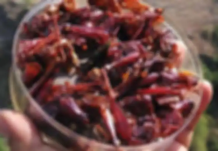 Siapa Sangka, Makan Belalang Akan Memberi Manfaat Kesehatan Seperti Ini Bagi Manusia