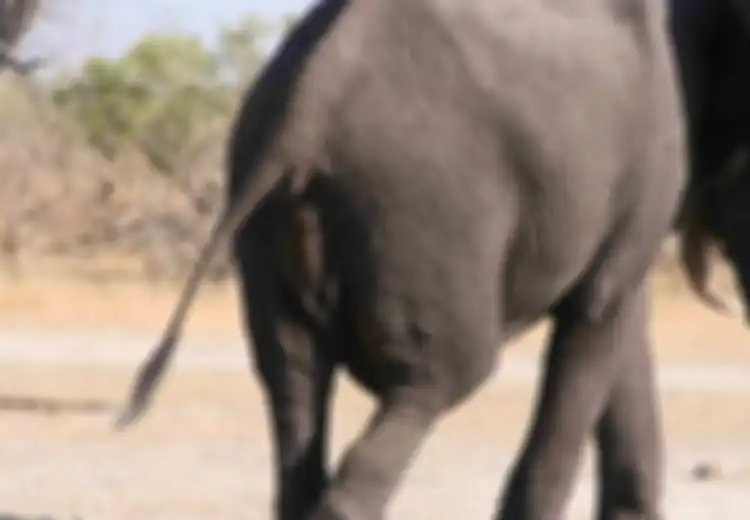 Orang-orang Sebuah Kampung di Vietnam Ini Tega Memotong Ekor Gajah, Hanya untuk Alasan 'Konyol'