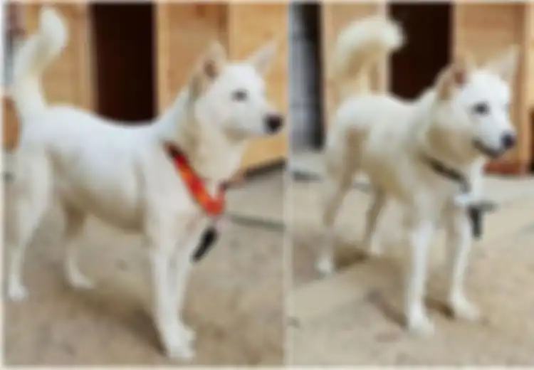 Makin Mesra, Kim Jong Un Beri Hadiah Lagi untuk Presiden Korsel, Kali Ini Dua Ekor Anjing Paling Berharga di Korea