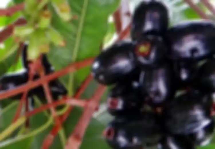 Jamblang, Si Ungu dengan Kandungan Antioksidan Tinggi dan Cocok untuk Penderita Kencing Manis