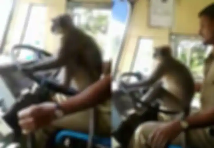 [Video] Mempercayakan Monyet untuk Memegang Kemudi Bus, Nasib Sopir Ini Berakhir Malang