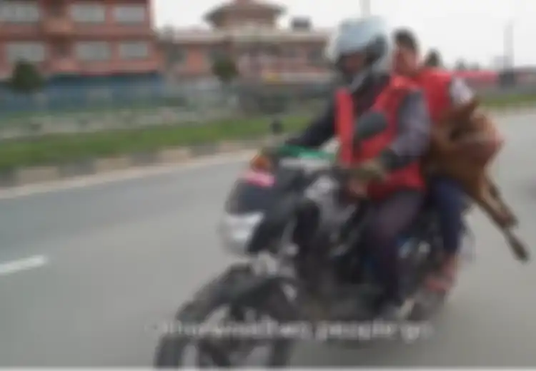 Di Negara Ini Ratusan Sapi 'Dibuang', Tergerak Hatinya, Pria Ini Selamatkan Sapi-sapi Terlantar Itu dengan Motor