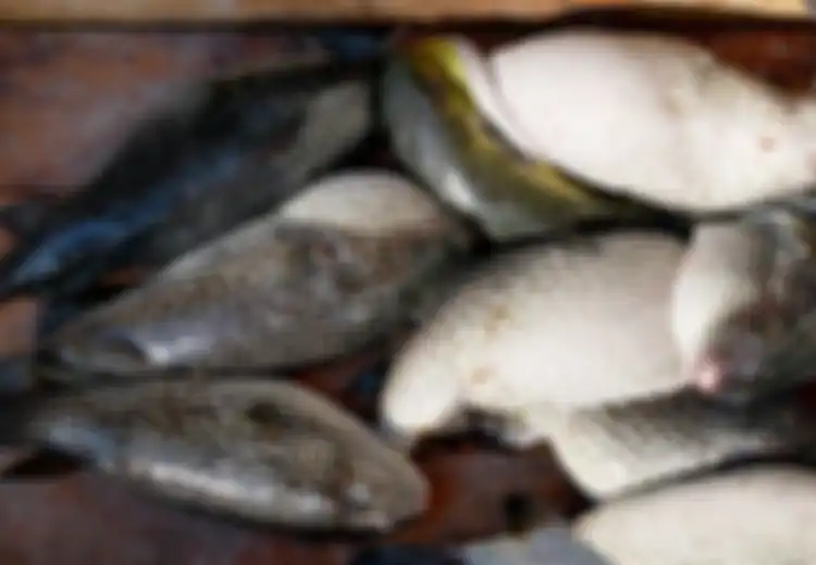 Dianggap Mematikan, Ikan Buntal akan Picu Efek Ini pada Tubuh Orang yang Nekat Memakannya