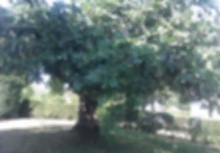 Pohon Dapat Tumbuh dari Biji di Perut Orang Mati, Benarkah?
