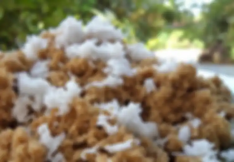 Pangan Lokal, Terdengar Kuno nan Tradisional, pada Amat Fungsional, Rugi Kalau Diabaikan