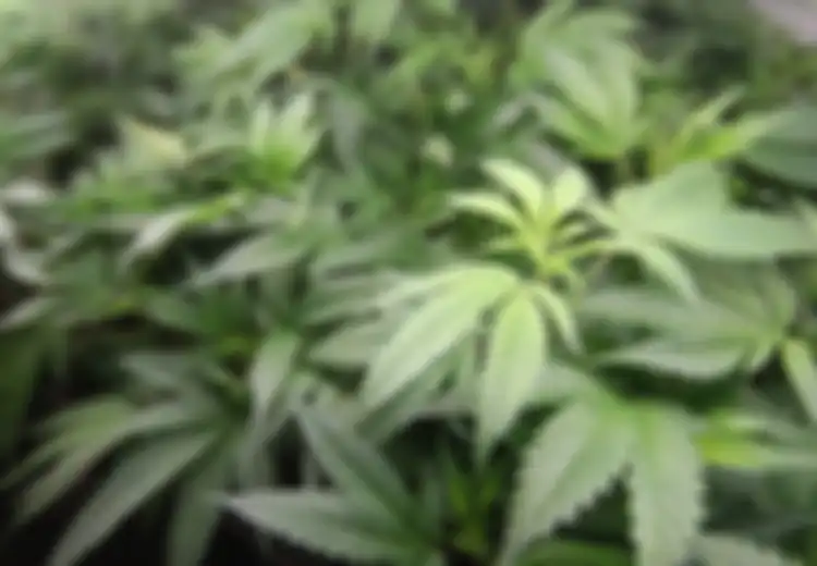 Demi Obati Ibunya yang Sakit, Pria di Banyumas Nekat Tanam Pohon Ganja, Polisi Langsung Menangkapnya