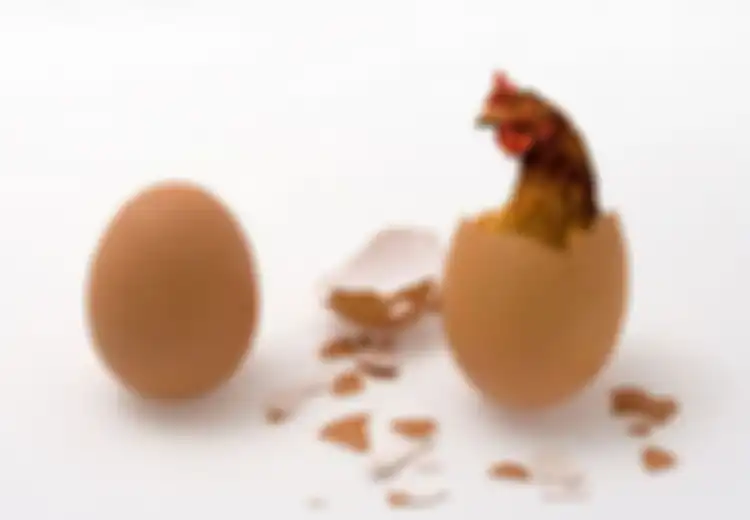Duluan Ayam atau Telur? Sains Akhirnya Ungkap Mana yang Lebih Dulu