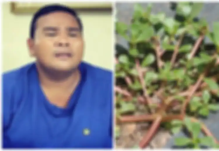 Fahmi Bo Terserang Stroke: Meski Sering Dianggap Gulma, Tanaman Liar Krokot Ternyata Ampuh Obati Stroke