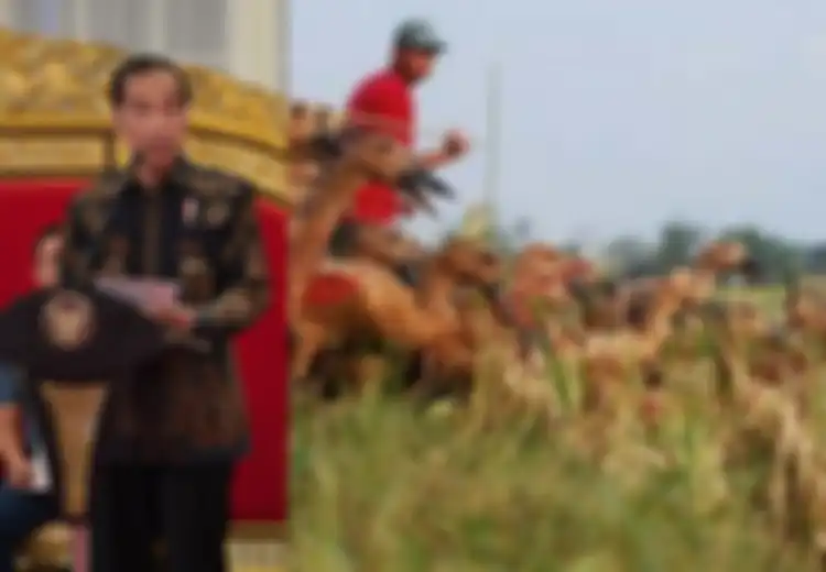 Bukan Makian, Ini Arti Kata 'Sontoloyo' yang Digunakan Jokowi dalam Bahasa Jawa