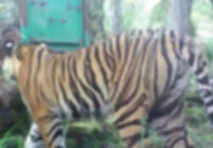 Sapi Warga di Riau Diduga Diterkam Harimau yang Sebelumnya Sudah Tewaskan 2 Orang