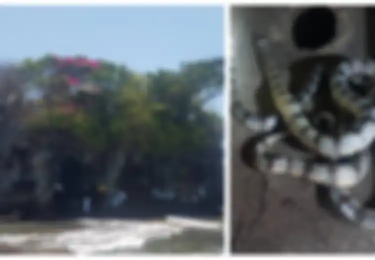 Ular Suci Penjaga Pura Tanah Lot Bali, Tiga Kali Lebih Beracun dari Kobra tapi Tak Mau Menggigit Manusia
