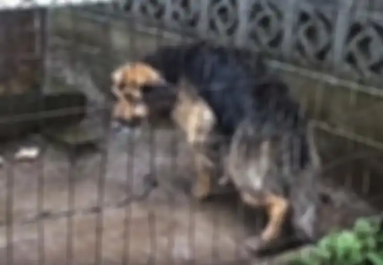 Kisah Judith: Anjing yang Dirantai Selama 10 Tahun dan Mendapat Penderitaan Luar Biasa Tragis