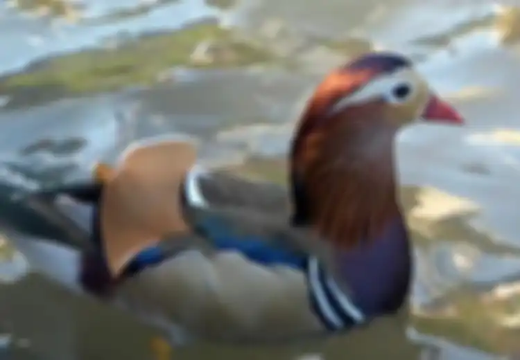 Hebohkan Warga, Bebek Langka ini Tiba-tiba Muncul di Kebun Binatang 