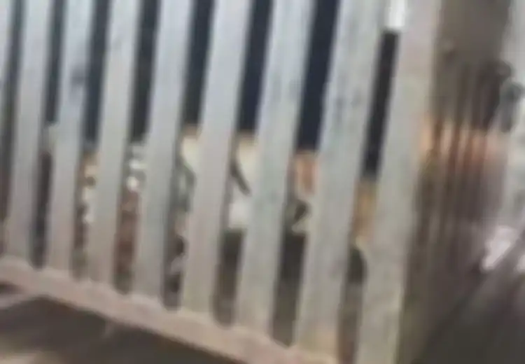Diklaim Tewaskan 13 Orang dan Membuat Takut Warga, Harimau Betina ini Ditembak Mati 