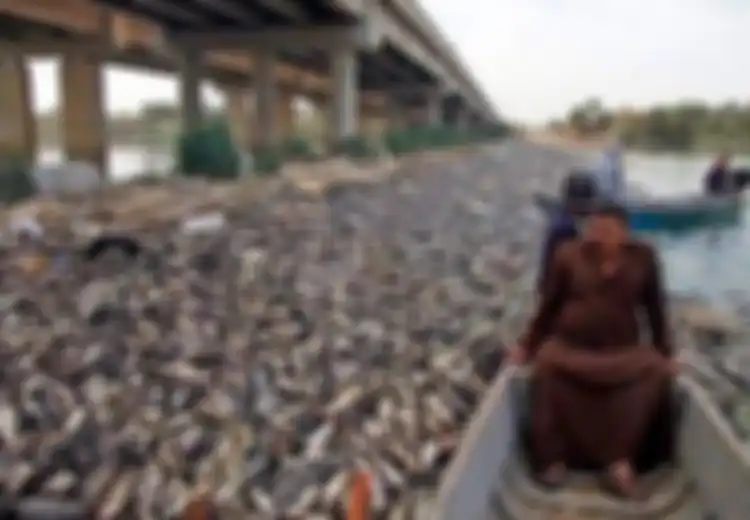 Ribuan Ikan Mas di Irak Ditemukan Mati Secara Misterius, Bangkainya Menutupi Sungai 