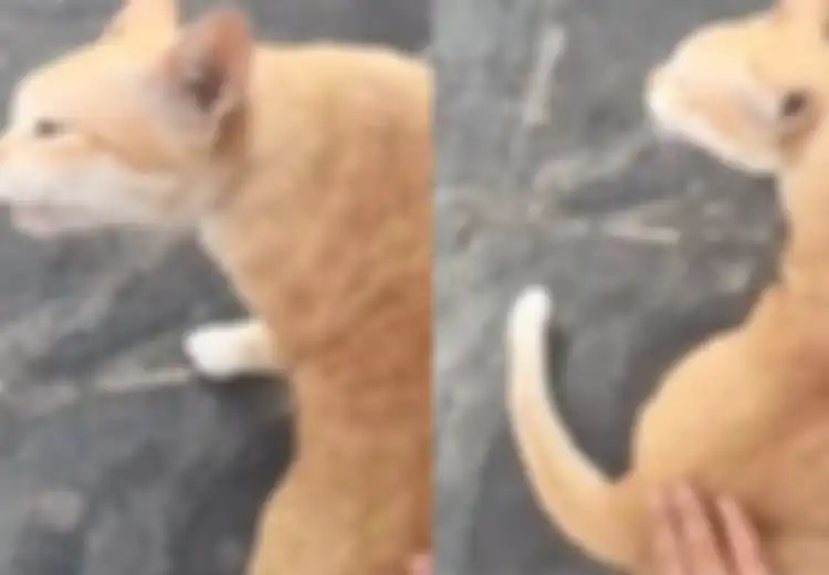 (Video) Sulit untuk Percaya Namun Nyata, Kucing Ini Bersuara Laiknya Bebek!