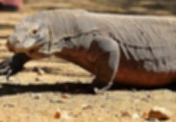 Setelah Satu Dekade Mengamati, Peneliti Ini Akhirnya Temukan Alasan Mengapa Komodo Hanya Ada di Indonesia?