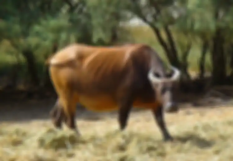 Harganya Lebih Murah daripada Daging Sapi, Apakah Daging Kerbau Sehat untuk Dikonsumsi?