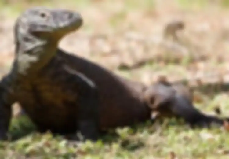 Perdagangan Satwa Liar: 41 Komodo Diseludupkan ke Luar Negeri dan Dijual Rp15 juta per Ekor